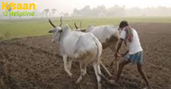 पेपरमिंट: वह खजाना जो धीरे-धीरे खोजा जा रहा है